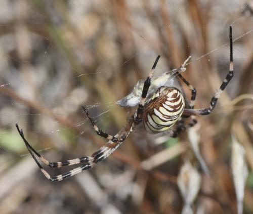 Argiope bruennichi